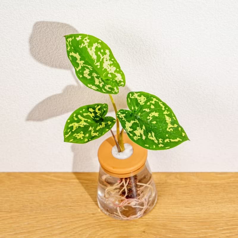迷彩芋 三角水耕盆栽 室內植物 觀葉植物 禮物 水培