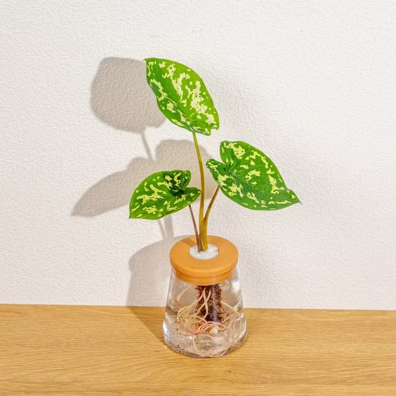 迷彩芋 三角水耕盆栽 室內植物 觀葉植物 禮物 水培