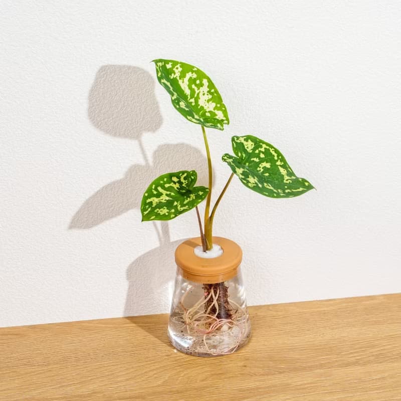 迷彩芋 三角水耕盆栽 室內植物 觀葉植物 禮物 水培