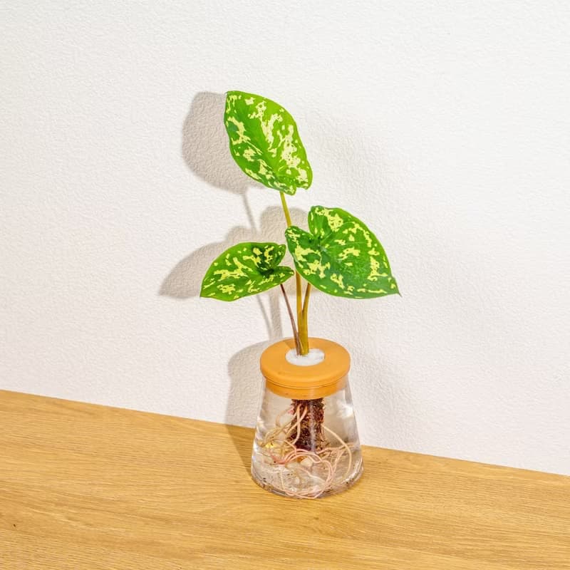 迷彩芋 三角水耕盆栽 室內植物 觀葉植物 禮物 水培
