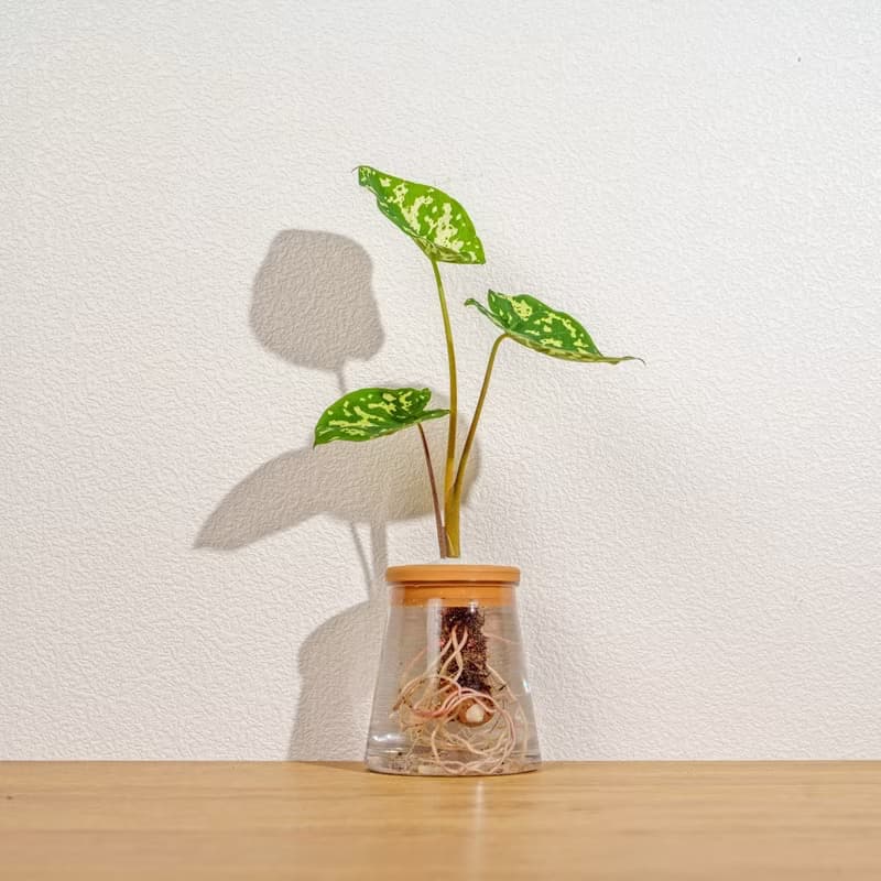 迷彩芋 三角水耕盆栽 室內植物 觀葉植物 禮物 水培