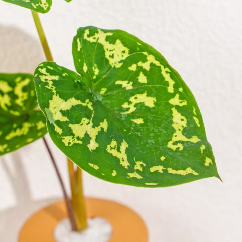 迷彩芋 三角水耕盆栽 室內植物 觀葉植物 禮物 水培