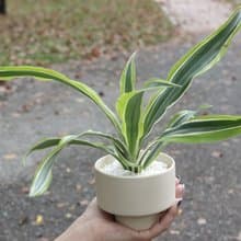 土培植栽│檸檬千年木_室內植物 辦公室盆栽 店內布置 送禮