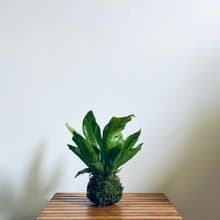 山蘇 l 植物苔球 蕨類 室內植栽 禮物