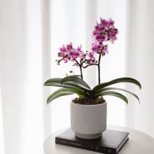【蘭花盆栽】紫玉小碎花  蝴蝶蘭盆栽 開幕送禮 升遷 母親節禮物