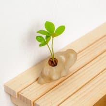 野石系列-墨西哥幸運鐵樹盆栽