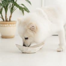 Skirt motif pet bowl  ペットボウル　食器スタンド　小型犬　中型犬　ネコ　陶器