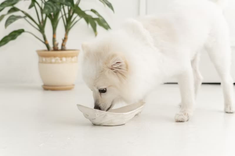 Skirt motif pet bowl  ペットボウル　食器スタンド　小型犬　中型犬　ネコ　陶器