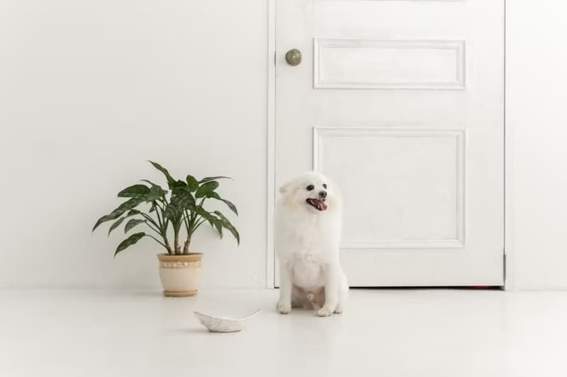 Skirt motif pet bowl  ペットボウル　食器スタンド　小型犬　中型犬　ネコ　陶器