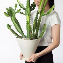 【專車配送】錦緞雅宮 - 以植為禮 / 盆栽 植物 台灣設計 有肉
