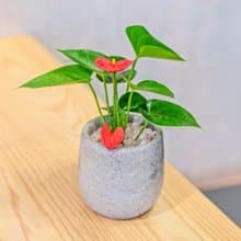 火鶴花 水泥盆栽 桌上型盆栽  辦公室植栽 開幕送禮 喬遷禮物