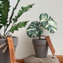 泰國斑葉龜背芋_觀葉皮革盆栽 / 送禮