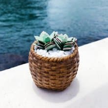 黏土多肉植物 —翩蝶之舞Kalanchoe fedtschenkoi 'Blue'