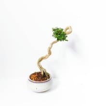 小品盆栽【米葉壽娘子・タイワンウオクサギ】