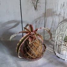 絨葉鳳梨苔球 開運招財 送禮 室內植物 居家植物 辦公室植栽