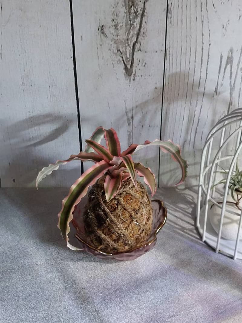 絨葉鳳梨苔球 開運招財 送禮 室內植物 居家植物 辦公室植栽