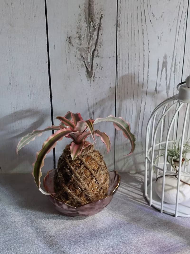 絨葉鳳梨苔球 開運招財 送禮 室內植物 居家植物 辦公室植栽