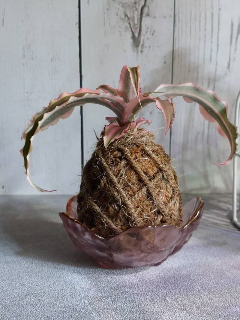 絨葉鳳梨苔球 開運招財 送禮 室內植物 居家植物 辦公室植栽