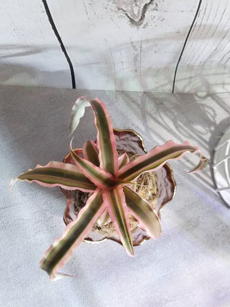 絨葉鳳梨苔球 開運招財 送禮 室內植物 居家植物 辦公室植栽