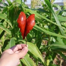 【訂製】永生黑葉芋盆栽 紅銅純手工鍛敲 療癒禮物