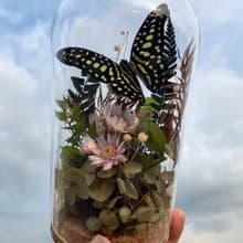 蝴蝶標本玻璃盅-綠色鳳凰/情人節/乾燥花/生態瓶/粉蝶/畢業畢業禮