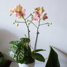 粉綠觀葉蘭花盆栽 | 榮升 | 開幕送禮 | 居家佈置