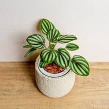 銀河椒草懶人盆栽加圓點白小水泥盆 套盆 開幕盆栽推薦 桌上盆栽