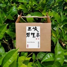 三峽碧螺春 | 茶包10入【清揚香氣】