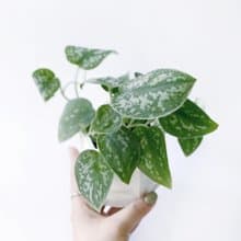 (預購) 白灰漸層系列 | 星點藤 銀斑葛 六邊形漸層水泥盆栽