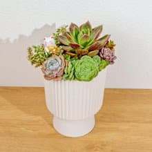 多肉組盆 白色高腳盆器 桌上型盆栽 開幕送禮 喬遷禮物 植栽 盆栽