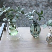 水培植栽│多葉蘭_室內植物 辦公室盆栽 店內擺設