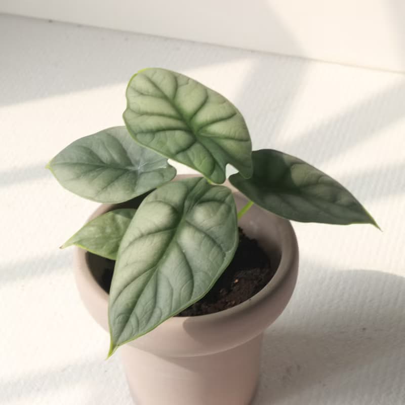 植栽 盆栽 l 銀龍觀音蓮 冰淇淋杯盆器  療癒立體銀色葉片 散光