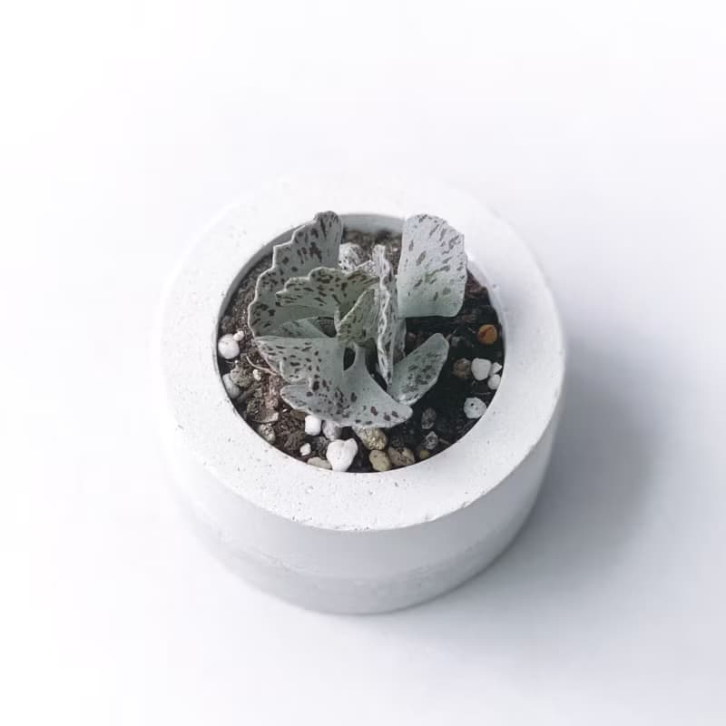 (預購) 白灰漸層系列 | 雀扇 巧克力脆片 小圓形水泥多肉植栽