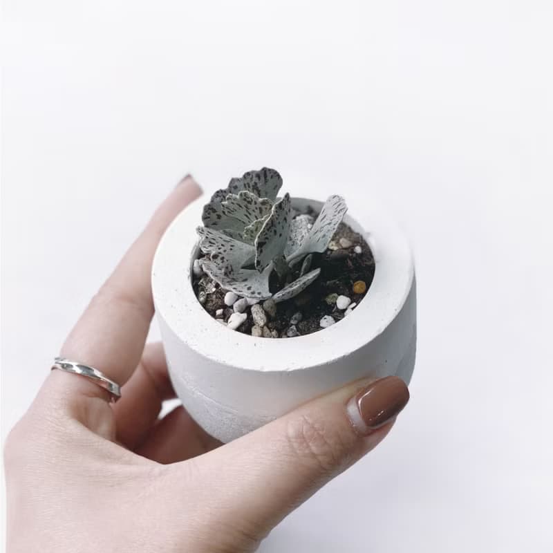 (預購) 白灰漸層系列 | 雀扇 巧克力脆片 小圓形水泥多肉植栽