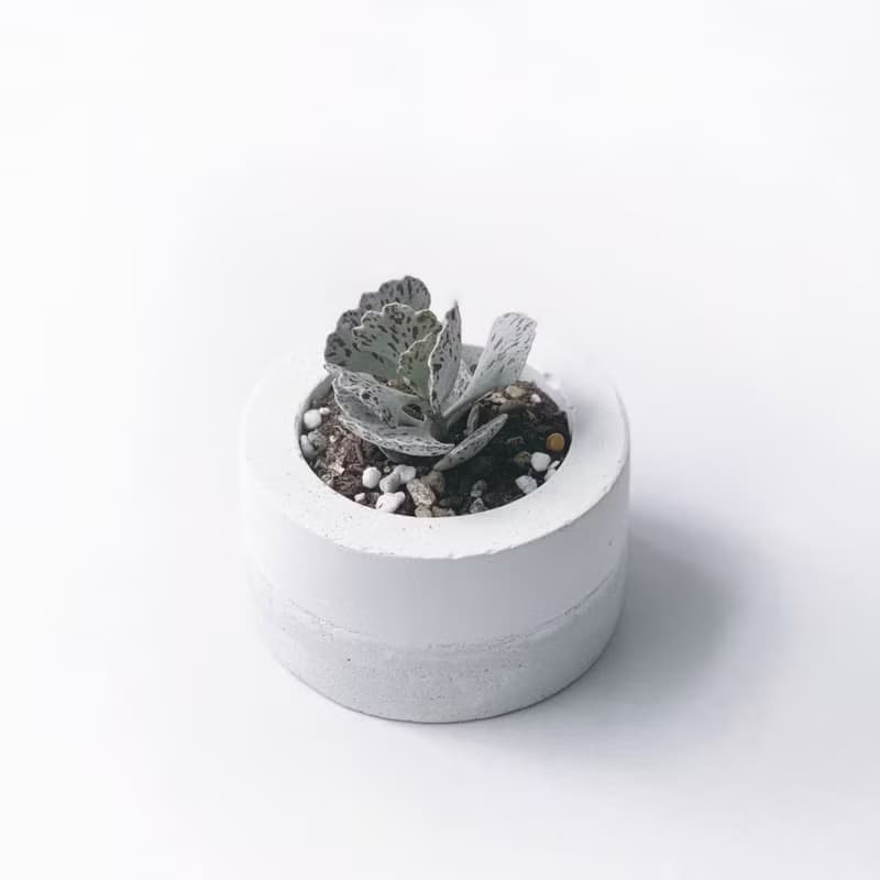 (預購) 白灰漸層系列 | 雀扇 巧克力脆片 小圓形水泥多肉植栽