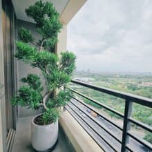 質感大氣空間佈置-羅漢松