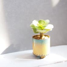 【琺瑯植栽系列-緗葉】  雲葉古木  多肉植物 小品盆栽 招財 開運