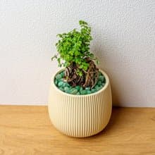 榆樹 線條圓陶盆淺黃色 桌上型盆栽 開幕送禮 喬遷禮物 植栽 盆栽