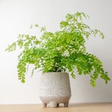 鐵線蕨盆栽 桌上盆栽 中樹葉紋 水泥盆栽  開幕送禮 喬遷禮物