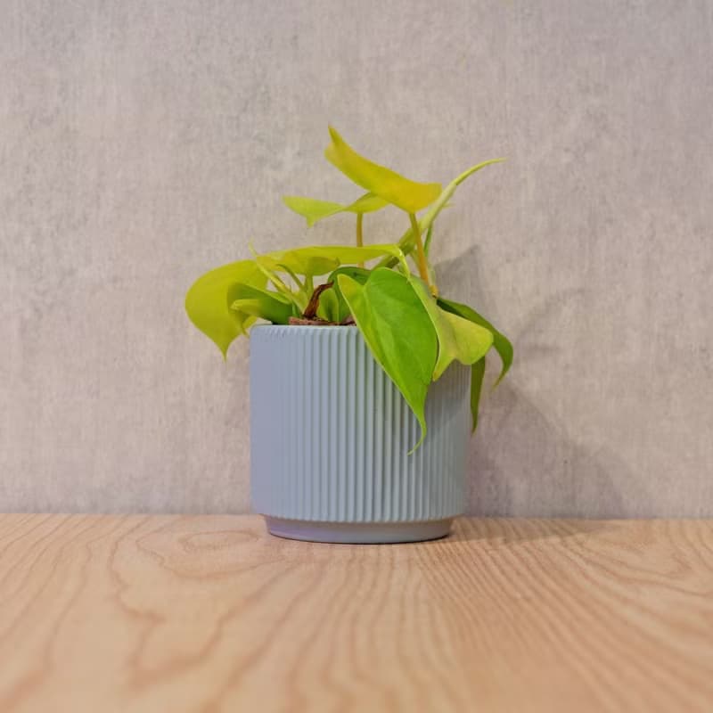 心葉蔓綠絨 莫蘭迪色系直紋陶盆 室內植物 觀葉植物 禮物 盆栽