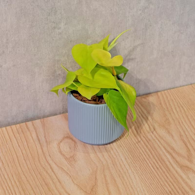心葉蔓綠絨 莫蘭迪色系直紋陶盆 室內植物 觀葉植物 禮物 盆栽