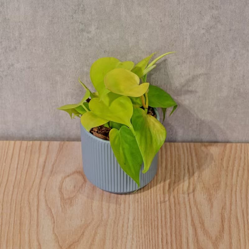 心葉蔓綠絨 莫蘭迪色系直紋陶盆 室內植物 觀葉植物 禮物 盆栽