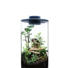 【訂製】蕨醒科技生態瓶-直筒款