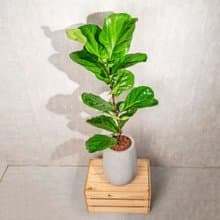 琴葉榕水泥盆栽 落地盆栽 室內植物  灰水滴磨石花盆 開幕 送禮