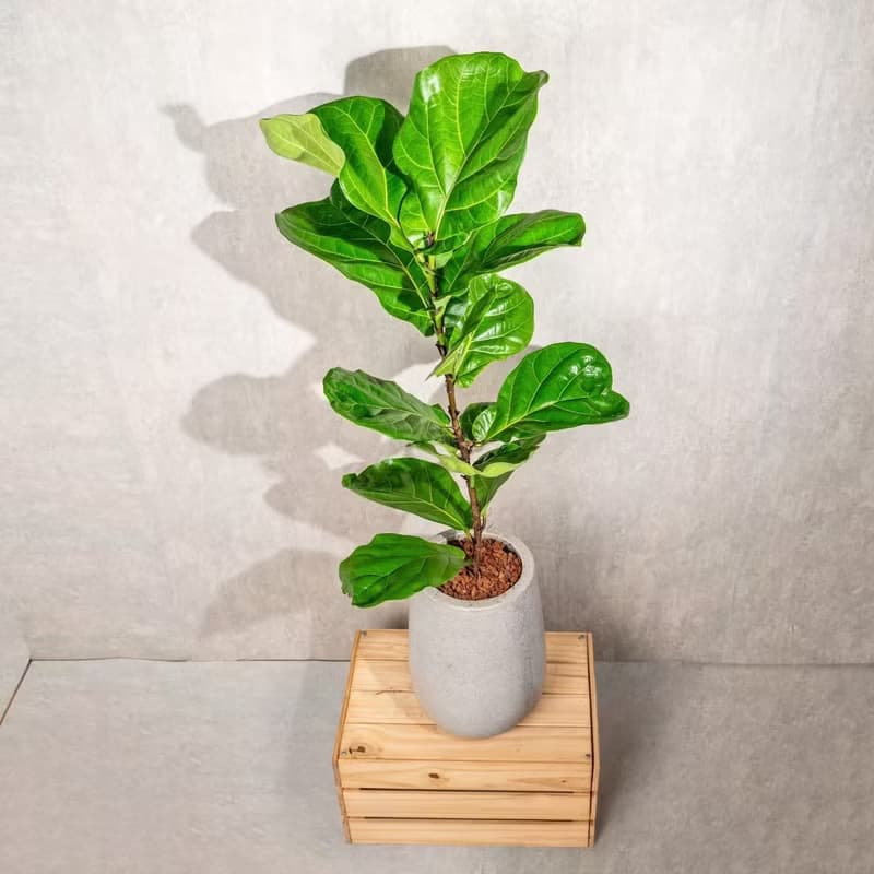 琴葉榕水泥盆栽 落地盆栽 室內植物  灰水滴磨石花盆 開幕 送禮