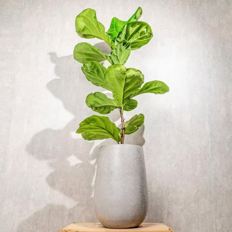 琴葉榕水泥盆栽 落地盆栽 室內植物  灰水滴磨石花盆 開幕 送禮