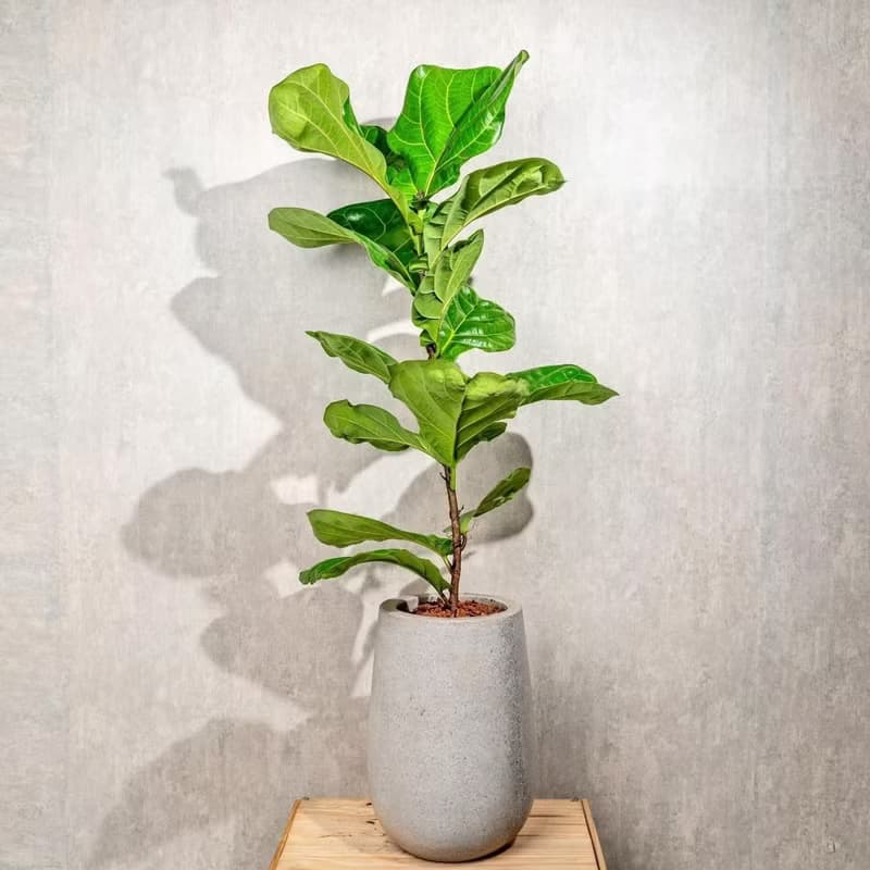 琴葉榕水泥盆栽 落地盆栽 室內植物  灰水滴磨石花盆 開幕 送禮