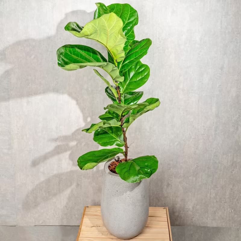 琴葉榕水泥盆栽 落地盆栽 室內植物  灰水滴磨石花盆 開幕 送禮