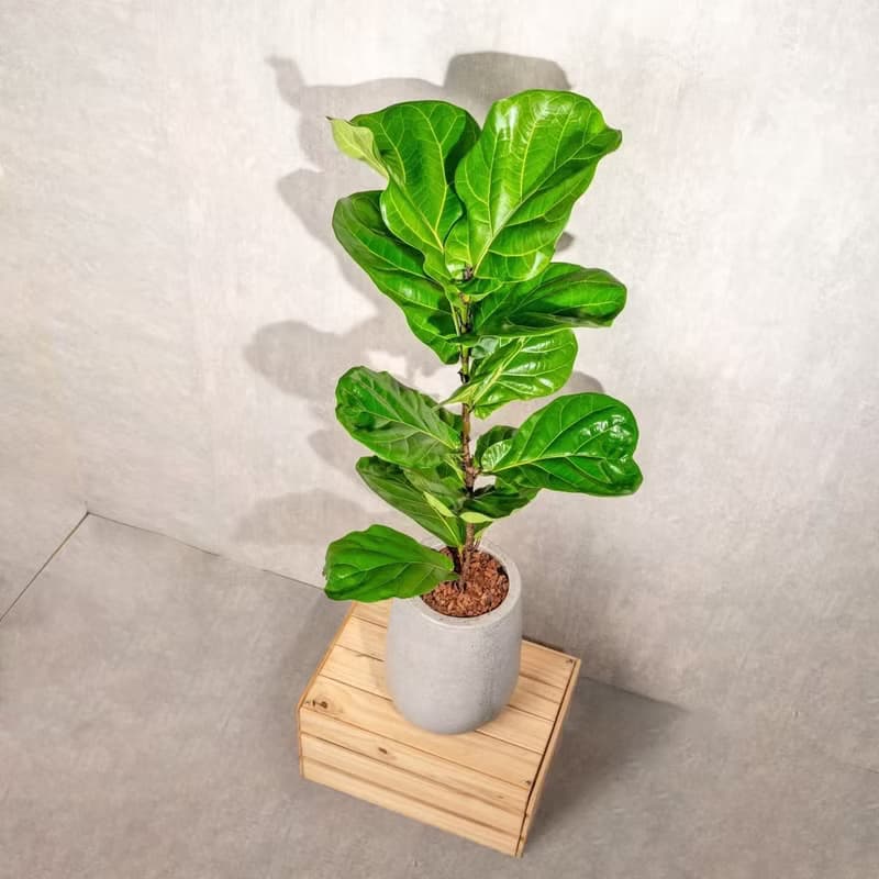 琴葉榕水泥盆栽 落地盆栽 室內植物  灰水滴磨石花盆 開幕 送禮