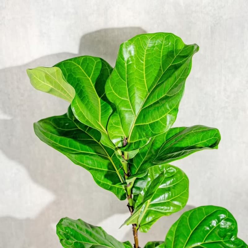 琴葉榕水泥盆栽 落地盆栽 室內植物  灰水滴磨石花盆 開幕 送禮